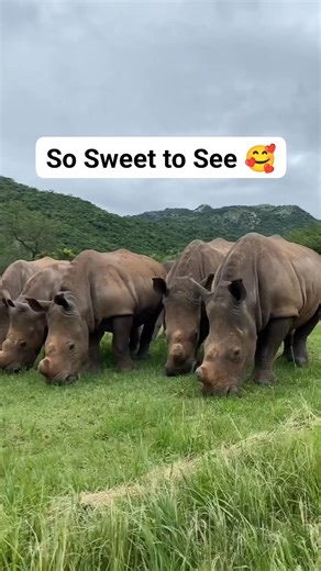 Mesmerizing Safari moments. One more reason to add an African Safari to your Bucket List. We are here to organize and facilitate an unforgettable lifetime experience for you. enquiries@myblackculture.com #safari #safariadventure #SafariExperience #safarilife #fypシ゚ #africa #africanwildlife #highlights | Black Culture Tours & Events