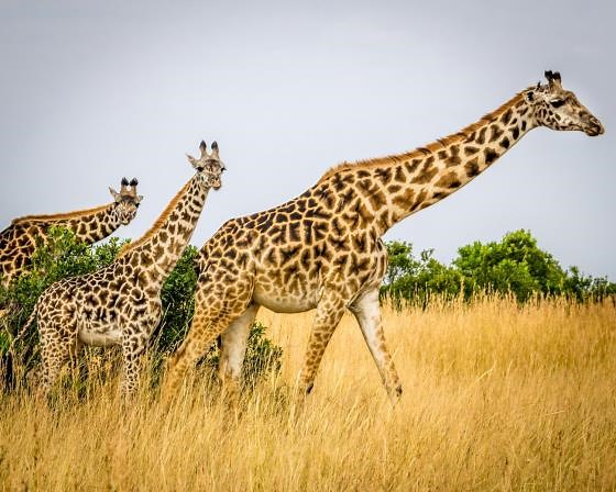 Why giraffes have spots – the fascinating science behind their striking patterns