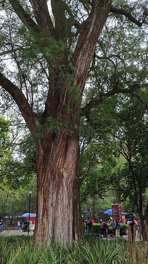 149K views · 4.9K reactions | El Bosque de Chapultepec es un bosque urbano ubicado en la Ciudad de México, Con una superficie de 866 hectáreas, es el parque urbano más grande de América Latina y el cuarto más grande del mundo.#ChapultepecNaturalezaYCultura #CDMX | La Mágica Ciudad de México | Facebook