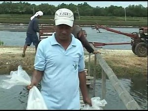 Milkfish (Bangus) & Vannamei (White Shrimp) Polyculture in Ponds Part 1