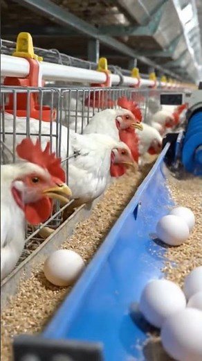 “Battery Cage System in Poultry: Efficiency, Design & Modern Management!”