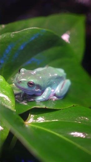 Green Tree Frogs are in store🐸🐸 #greentreefrog #petfrog #melbourne #frog