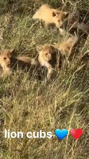 Lion Cub Calling Out to Mom – Cute Roar Sound! 🦁🎙️