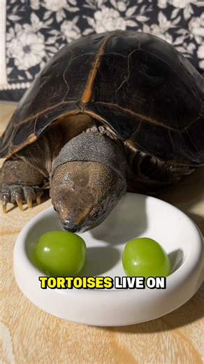 Turtles vs Tortoises: What’s the Difference? #animals #facts #funnyanimals