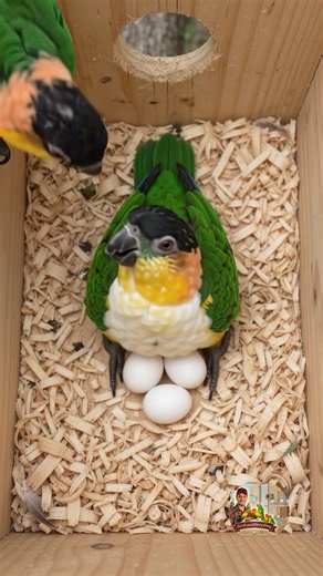 Black-Headed Caique Babies Hatching & Growing from Day 0 to 30 🥚🐣 | Nest Box Time-Lapse #shorts