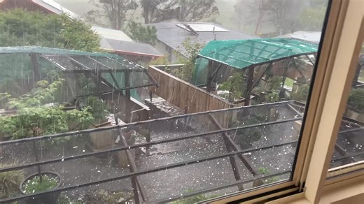 Australian Bonsai Gallery on Reels