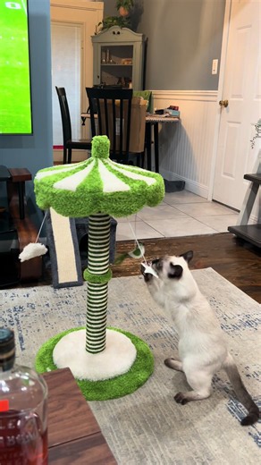 Another happy customer of the carousel cat scratcher! | cat scratcher
