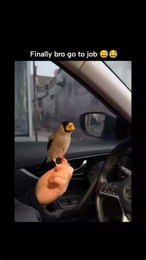 trendingmemer on Instagram: "在日本，研究人员正利用智能人行道将日常活动转化为清洁能源⚡。这些道路内嵌特殊的压电材料，可以从行人的脚步中收集动能。当人们行走、奔跑或跳跃时，路面会轻微变形，从而产生机械压力。压电晶体将这种压力转化为电能🔋。 这些能量可用于照亮路灯、为公共显示屏供电，甚至监测行人流量。这种技术不仅减少了能源浪费，还展示了未来城市的无限可能🌍。 在东京、京都等城市的试验区，人们的每一步都在为绿色地球贡献力量💚。科技让生活更环保，也让每一个脚步更有意义✨ #日本 #科技 #创新 可持续 绿色能源 未来城市 环保 知识 事实 推荐 你知道吗 技术 实验 热门"