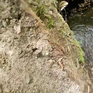 TEIL 2 Excavator Operator Talkes To Me As I'm Opening Beaver Clogged Pipe Telling Me About It | Post 10