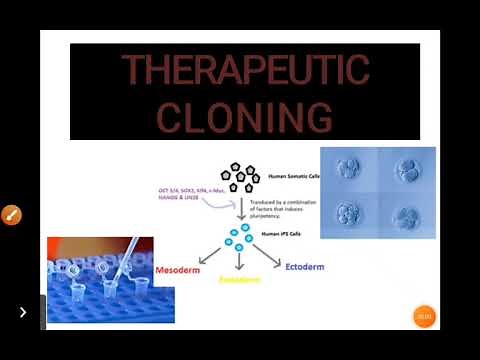 Therapeutic cloning # Animal Biotechnology