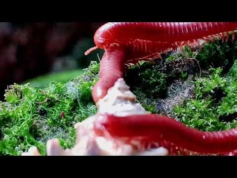 MACRO JUNGLE BATTLE: Giant Snail vs Armored Millipede (Amazing Tropical Mini-Beasts)