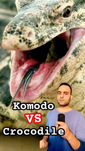 Komodo Dragon vs Crocodile, Who Would Win?
