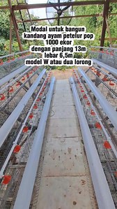 Modal untuk bangun kandang ayam petelur pop 1000 ekor dengan panjang 13m lebar 6,5m model W atau dua lorong Kisaran 200jt tergantung bahan Bisa lebih bisa kurang | SyAm Syam