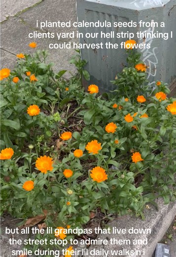 Creating a Charming Front Yard Garden in Oakland