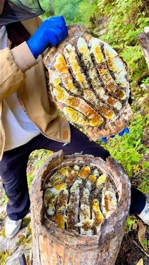 Beehives inside tree trunks are completely natural occurrences on high mountains. #bee #honey