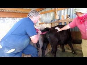 How to Breed Dexter Cattle - Synchronized Artificial Insemination