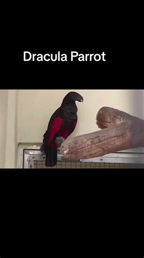 Pesquet's Parrot - The Dracula Parrot of New Guinea