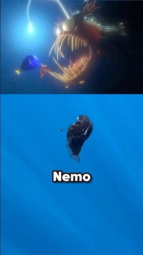 Extremely Rare Anglerfish Sighting (@jara.natura)