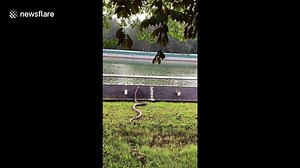Massive python makes loud splash diving into Singapore River