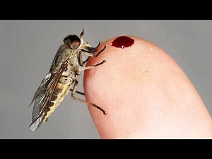 Muchy końskie - FAKTY i MITY