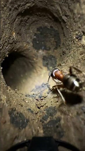 Mounted Micro-Camera Inside an Ant Colony | Ultra-Realistic Scientific POV