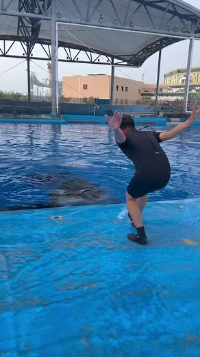 Orca Interaction with Trainer in Marine Facility