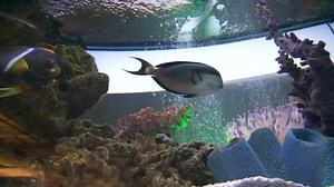 1.9K views · 67 reactions | Animal Communicator, Reiki practitioner and author Tim Link taught us a method for getting Tang more points in Coin Quest. This is a preview of an upcoming special. | FishCenter | Facebook