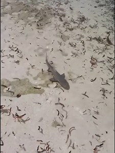 1.6M views · 19K reactions | The Great Barracuda Attacks The Little Shark錄 | Hydrone Diving | Facebook