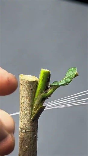 🌱 grafting tip align cambium learn fast #grafting #plantcare #gardening