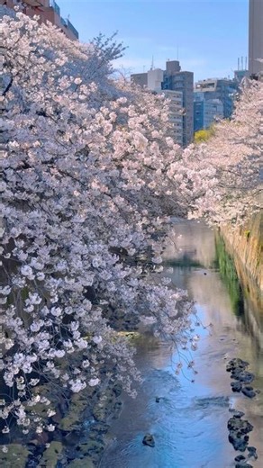 I Thought Meguro River Was #1… Until I Saw This 🌸