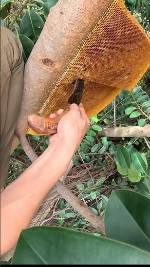 Empty honeycomb #arispurwadi #bee #honeybeedance #honey #honeybeesting #nature #wildlife #climb #usa
