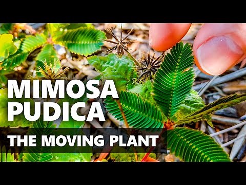 4K: The Reaction of a Mimosa Pudica: The Sensitive Plant that Moves