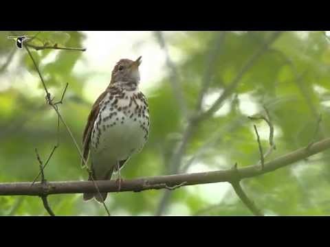 Wood Thrush singing