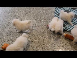 Bichon Frise Puppies For Sale