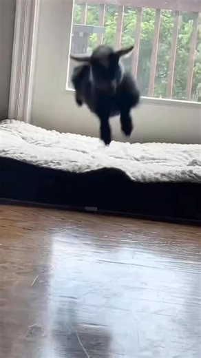 Cute little goat jumping. #goat #fyp #pet #funnygoat #funnyvideos #funnyanimals #foryou | ROAD LIFE