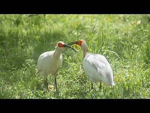 Live: Unveil the enchanting world of crested ibis breeding in China