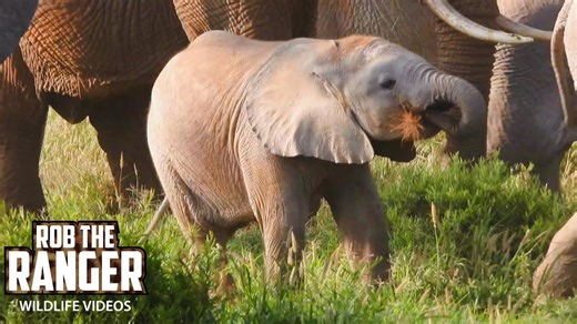 Amboseli elephant herd roams plains under golden morning sun
