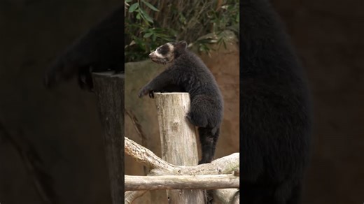 Andean bears explore and snack in their natural environment