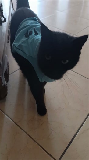 she likes the old "Dio" shirt 🤣 #blackcats #bombay #bombaycat #catsofyoutube #catshorts