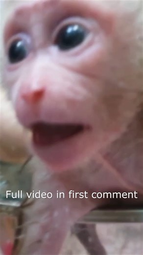 Super Cry Loudly ! Orphan Newborn Aba Cry Loud Too Afraid Water Mom Force Baby Take A Bath7 Full video in first Comment ! | Adorable Mnkey