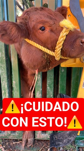 MASSIVE Cow Abscess EXPLOSION!😱 ​#pimplepopper #abscess #satisfying #veterinary ​#gross ​#farmlife