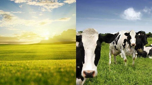 Ley farming: the most important advantages and disadvantages