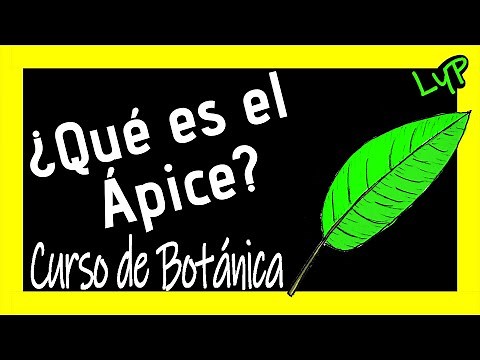 Que es el ÁPICE?🌿🍂🌸 Partes de las Hojas de las Plantas 🌼 Curso de Botánica online 🧬Ecología Biología