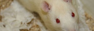 Scientists regenerate spinal cord in injured rats with stem cells