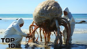 Terrifying Creatures Discovered Within The Bermuda Triangle | Most Amazing Top 10