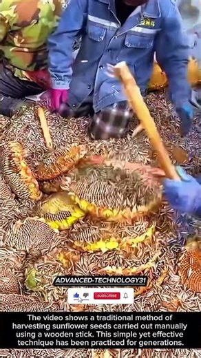 Traditional Sunflower Seed Harvesting by Hand !! #innovation #tool #ideas