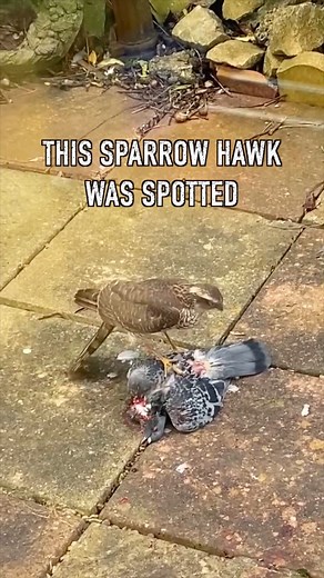 SparrowHawk enjoying a meal. The Sparrowhawk is a raptor well-adapted for hunting small birds Thanks Danny for sending this in, He filmed this in his garden. What a treat !😳💚 | Get Wild