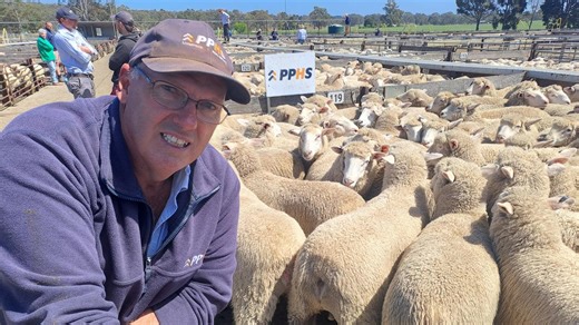 Sheep sold off in big numbers
