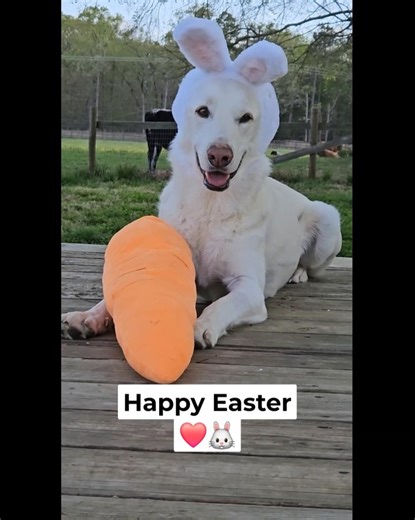 #rescuedog makes the cutest bunny❤️🐰🥕 Happy Easter❤️🐰 He loves wearing his bunny ears🐰