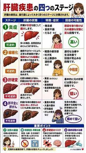 肝臓インフラの劣化を止めろ！「可逆的」なうちにデバッグする4つのステージ攻略法。線維化をハックし、肝硬変という致命的エラーを回避する戦略